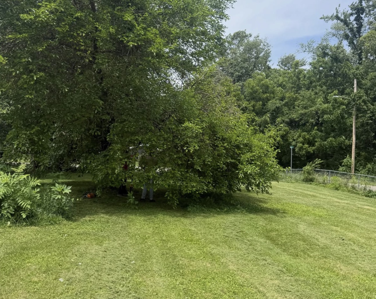 Lawn Mowing & Cleanup before
