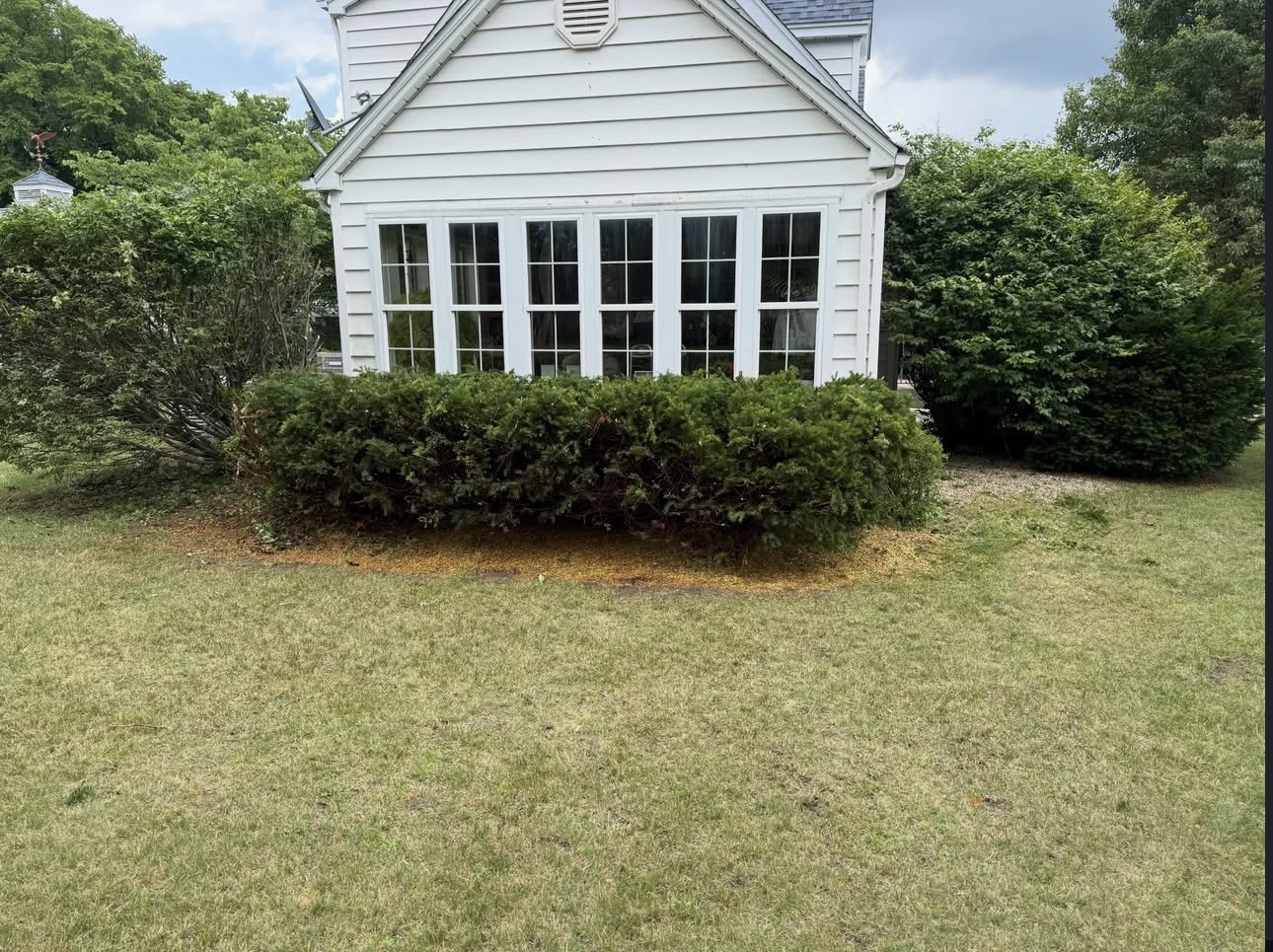 Bush & Hedge Trimming after