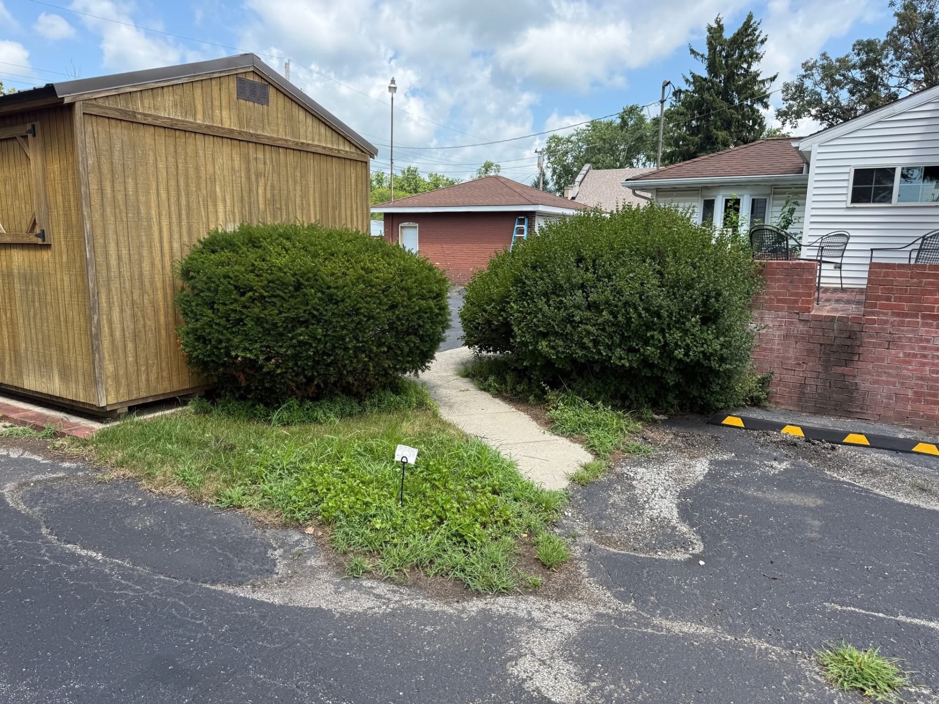 Shed Bush Trimming before